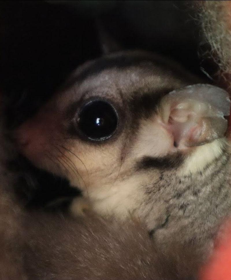 sanctuary sugarglider 1