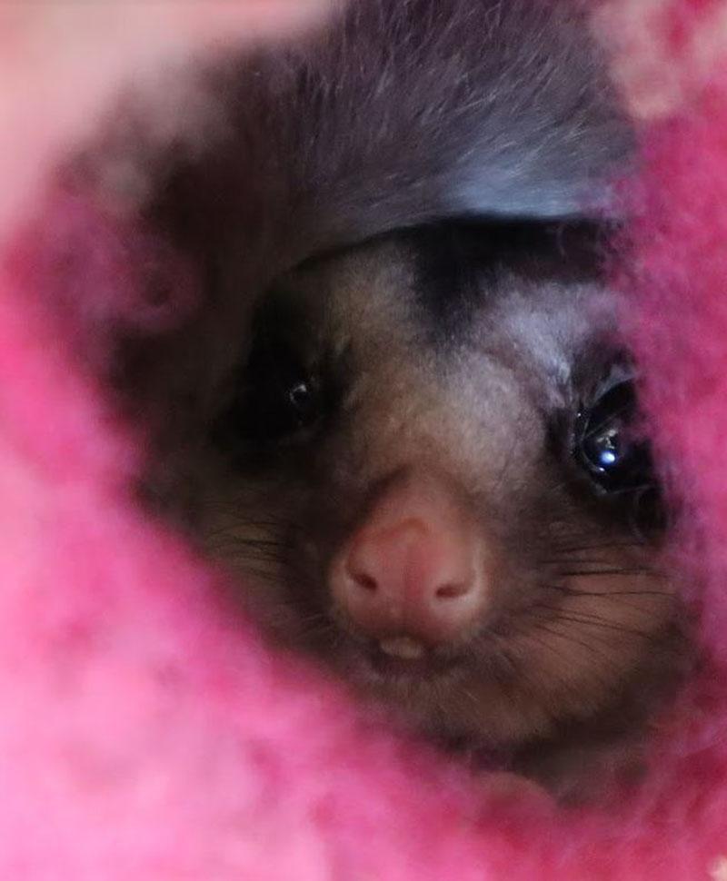 sanctuary sugarglider 3