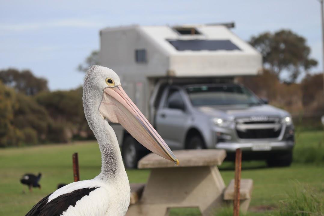 pelican in front of dingotex touring vehicle