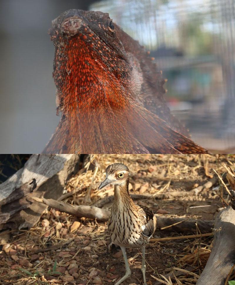 facts about dingoes sanctuary lizard and curlew