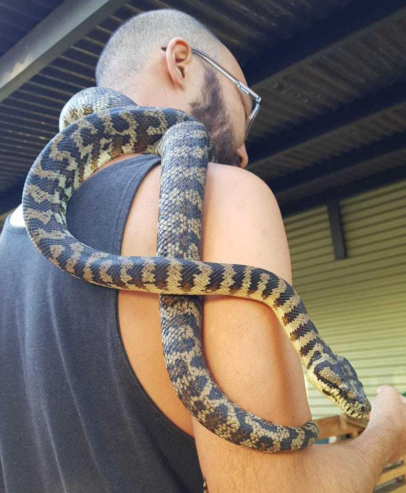 sanctuary snake