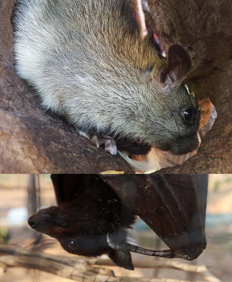 sanctuary sugarglider 2