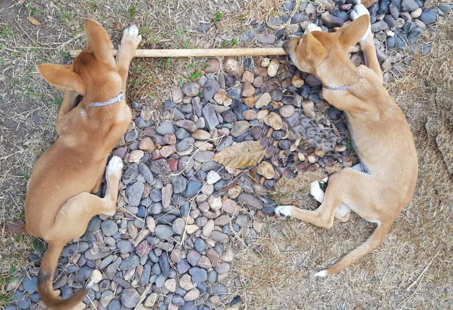 facts about dingoes chewing