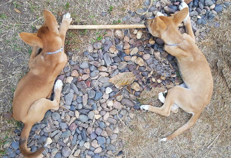 But why the dingoes?