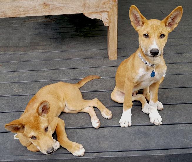 facts about dingoes even cuter